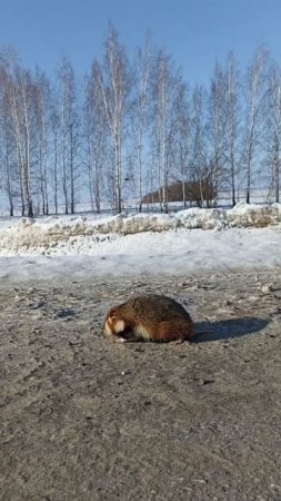 По дороге на Выры встретили преждевременно проснувшегося хомяка