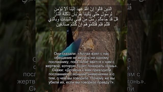 Коран Сура Аль Имран | P-4 | Чтение Корана с русским переводом | Quran Translation in Russian