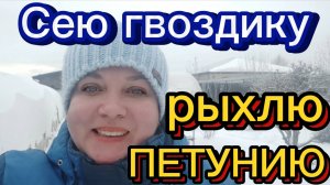 ПЕТУНИЯ ПОСЛЕ ВСХОДОВ. ПОСЕВ ГВОЗДИКИ.
