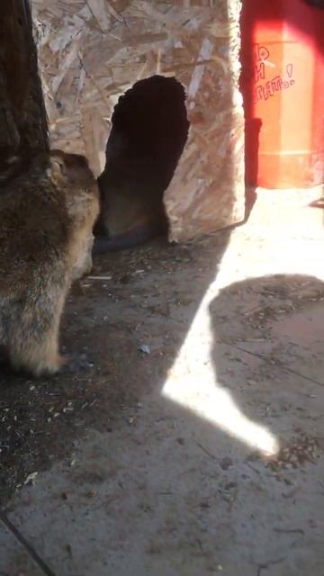 Суслик и свисток смотреть онлайн