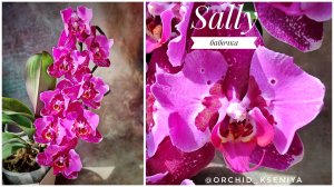 Phal. Sally1🌺 Домашнее цветение крупноцветкового пелора Сэлли (он же Бинти, Пурпурный ливень) 🥰