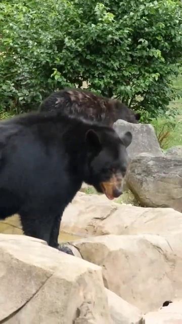 Black Bear смотреть онлайн