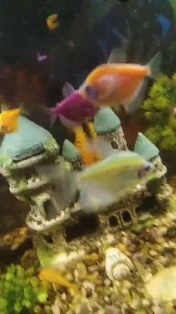 trolli ad смотреть онлайн