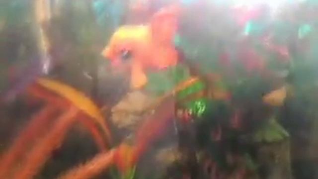 lps клип : Я рыба…… смотреть онлайн