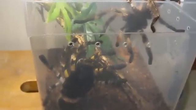 Poecilotheria regalis mating 2nd female смотреть онлайн