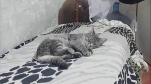 Когда ты милая маленькая киса и твоя жизнь удалась