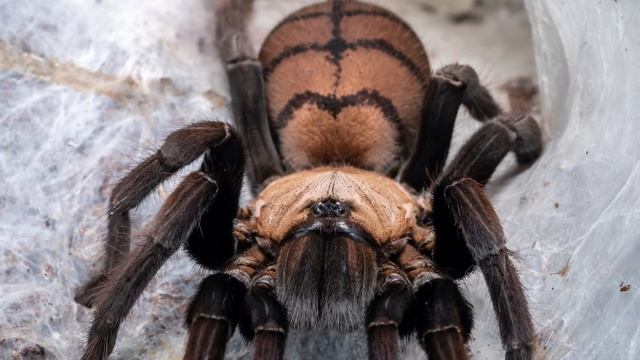 Chilobrachys fimbriatus in stills. смотреть онлайн