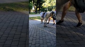 Больная издевается над пони
