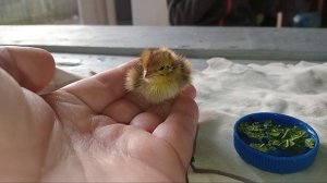 МАЛЮСЕНЬКИЙ ПТЕНЕЦ ПЕРЕПЕЛА! ОДИН СИДЕЛ НА ДОРОГЕ! ❤️🐤