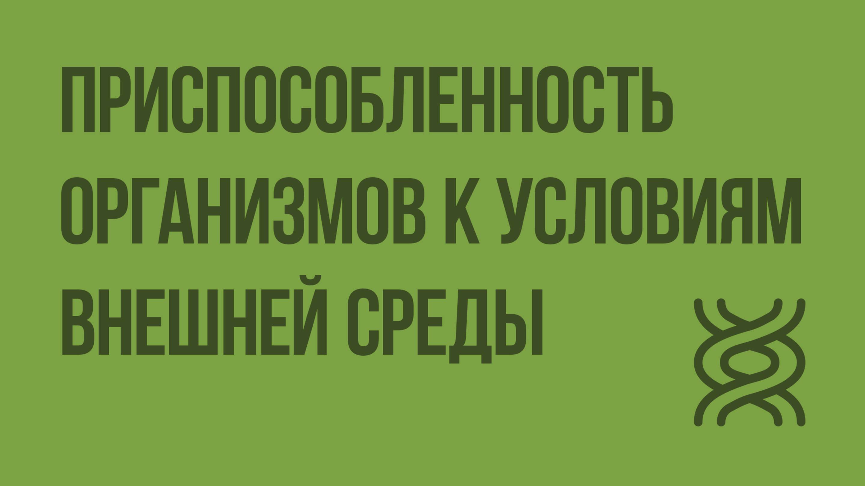 Приспособленность организмов к условиям внешней среды как результат естественного отбора. Видеоурок