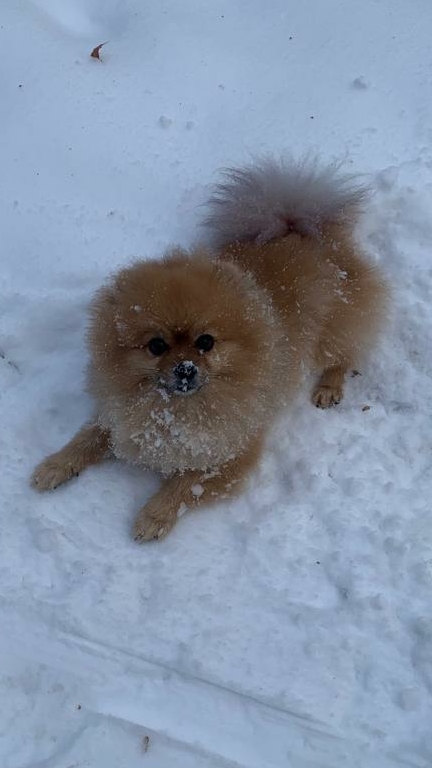 Вот так мы выпрашиваем 😊