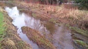 Канадские утки.