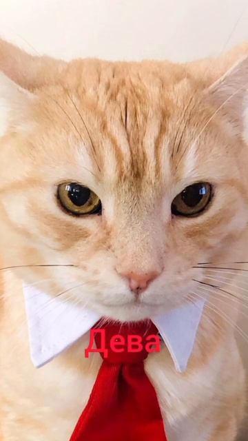 кто ты по зз по мему котов смотреть онлайн