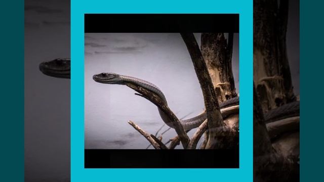 Black mamba.. Long breed 🐍snake.. Short смотреть онлайн