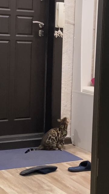 #бенгальская кошка. Хулиганка. Зовут Клякса. Бенгальская порода. смотреть онлайн