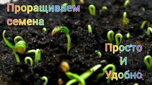 Как прорастить семена