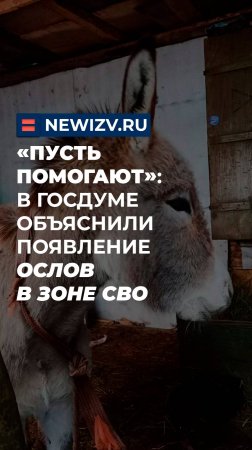 «Пусть помогают»: в Госдуме объяснили появление ослов в зоне СВО