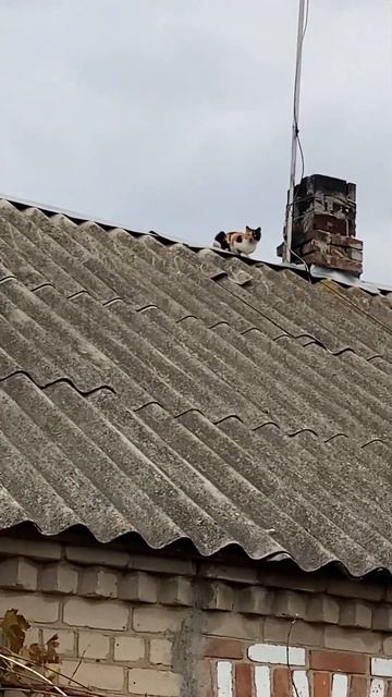 Люська #топ #2023 #реки #приколы #котята #кошкирулят #котейка #кошкивидео #cat #кошки смотреть онлайн