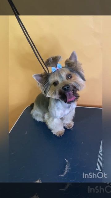 Стрижка Йорка, йорик, йоркширской терьер смотреть онлайн