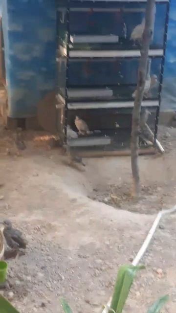 2 часть. Цыплята горной куропатки. 1-qism. Yovvoyi kaklik jo'jalari смотреть онлайн