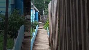 медведь ворует еду