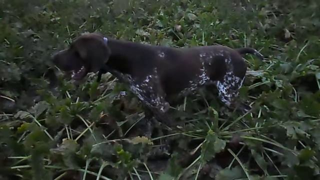 NKD Bagi Od Komnenovica 2.09.2016 Marka Fazana br.4 смотреть онлайн