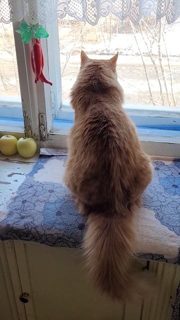 20 марта 2023 г. КОТ 🐱 Самое любимое кино 🐦 смотреть онлайн