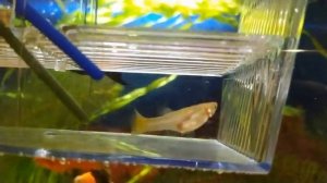 Рыбка гуппи рожает😨 Мальки гуппи.