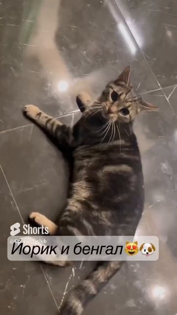 Йорик и бенгал играют🐶😻👍😂#shots#питомцы#милота#игры#кот#минисобачка#йорик#бенгал смотреть онлайн
