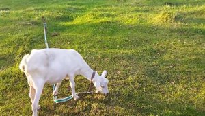 Новая задумка Многодеточки🤦