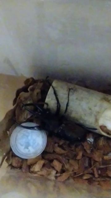 【カブトムシ】アトラスオオカブトの日常 смотреть онлайн