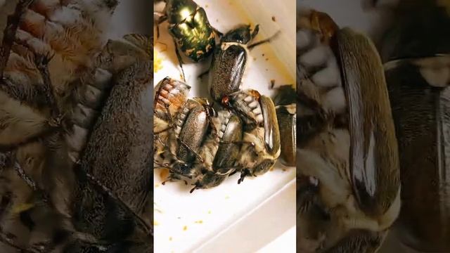 ЗООПАРК ЖУКІВ🐞. ЧОМУ ЖУКИ ЛЮБЛЯТЬ СВІТЛО ТА ЛІТАЮТЬ ВВЕЧЕРІ? Scarabaeidae, Lucanidae, Tenebrionidae
