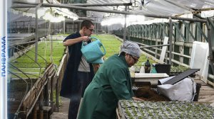 🌹 Донецку хотят вернуть статус самого зеленого города. Какие высадят растения?