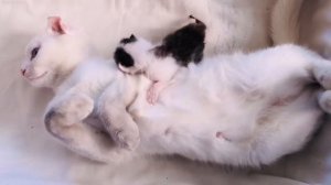 Первый котёнок глухой кошки / Очень милое видео