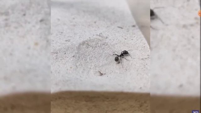 лев муравей#охота#лев#муравей#охотник#рек#рекомендации смотреть онлайн