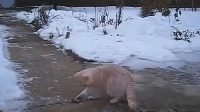 Любопытные кошки смотреть онлайн