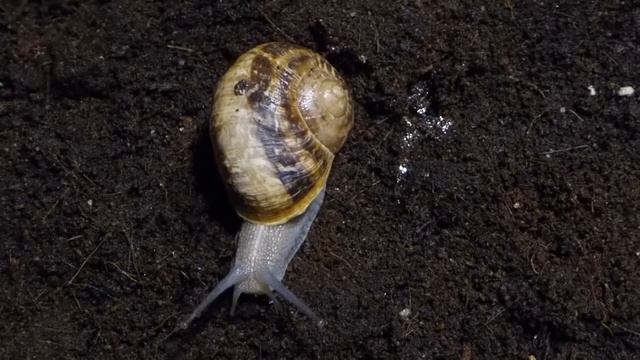 Sinistral x dextral Helix aspersa offsprings смотреть онлайн