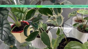 Коллекция комнатных растений в витрине. Полный обзор и задохлики.