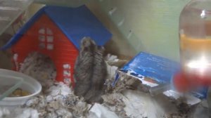 Хомяк Степа #1