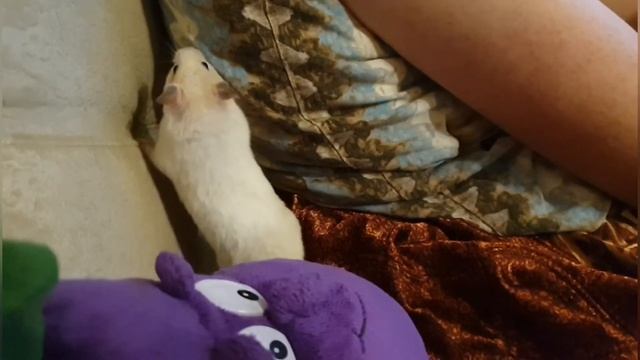 Хомяк проверяет готовность к командировке смотреть онлайн