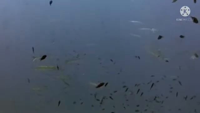 KYA AJ BHI MEGALODON ZINDA HAI..??? MEGALODON SHARK.. MYSTERY FACT VIDEO #FACTS #MARINATRENCH #SBT смотреть онлайн