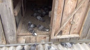 предлогаем голубям зайти в голубятню 31 03 2017г