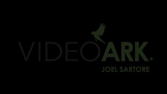 A white-breasted cormorant (Phalacrocorax lucidus) at the Audubon Zoo. смотреть онлайн