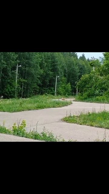 Собаки на дороге смотреть онлайн