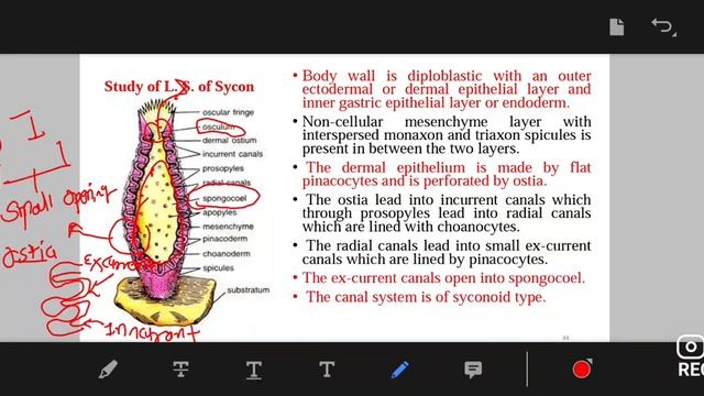 B Sc I Zoology Practicle L S And T S of Sycon смотреть онлайн