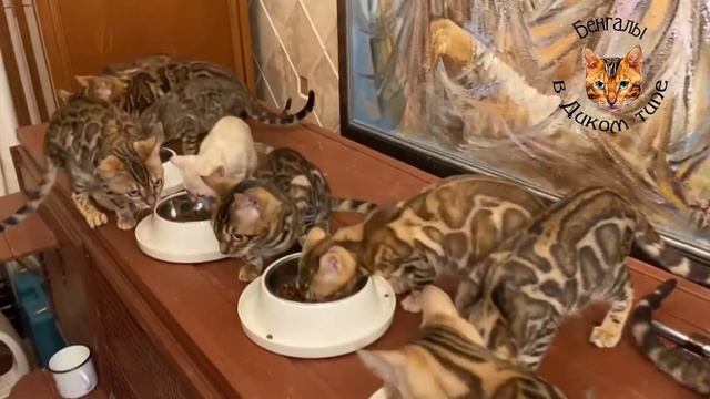 СНЕЖНЫЕ БЕНГАЛЫ, на СОВМЕСТНОЙ ТРАПЕЗЕ