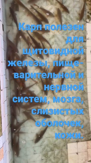 Чем полезен карп смотреть онлайн