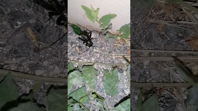 Как выглядит сверчок когда стрекочет видео, тараканы