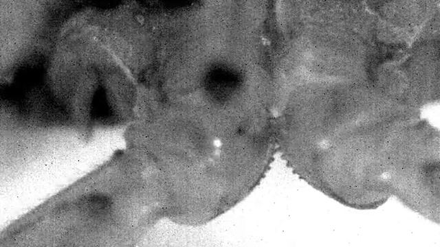 Planthopper gears in action смотреть онлайн