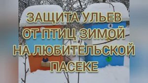 ЗАЩИТА УЛЬЕВ ОТ ПТИЦ ЗИМОЙ НА ЛЮБИТЕЛЬСКОЙ ПАСЕКЕ